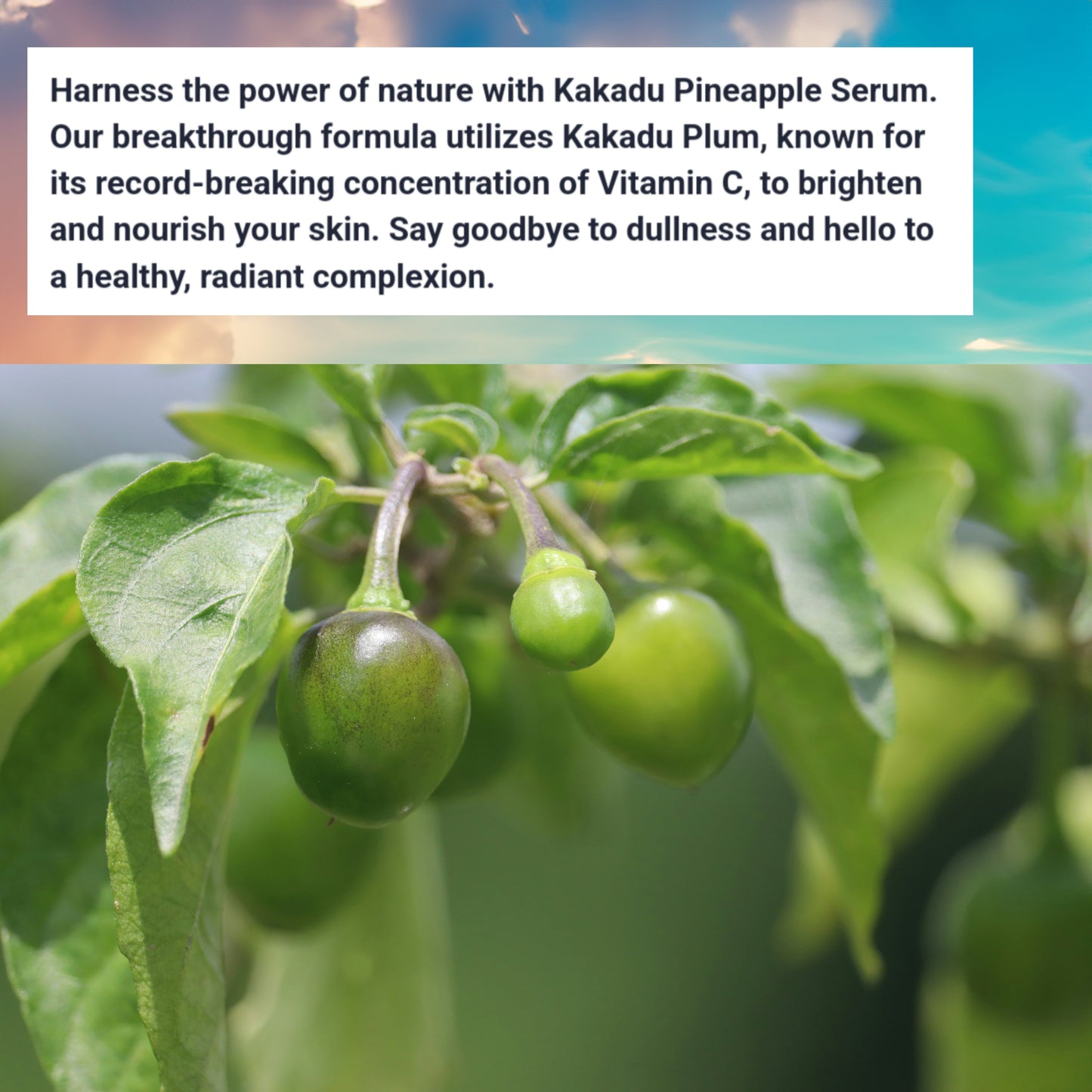 Kakadu Pineapple All-day Serum